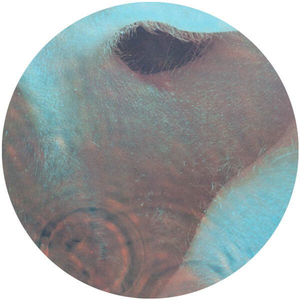 Repertoire - Album The Meddle